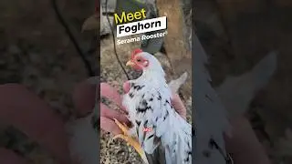Мини-петух! Куры Серама!! #joerogan #шорты #смешно #петух #курица #яйцо #яйца #милыеживотные