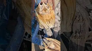 15Kgs Dry Fish #fish #dryfish #fishing #fishingvideo #shorts #shortvideo #shortsvideo #short