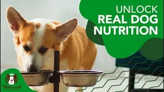 Boost Your Dog&rsquo;s Health with Natural Dog Company&rsquo;s New Superfood Granules!