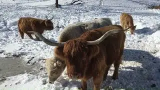 1-28-2026-Part 1 of 2-cutting pond ice + big pasture + cattle-80 minutes