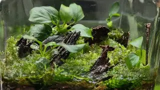 Akwarium bez wody/Mini Biosfera/Solar/ DIY
