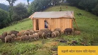 Wild Boar Farming & Meat Production | Real Wild Boar Facts & Benefits#wildboar