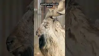 Mountain Goat Facts: 5 Things About Mountain Goats You Won't Believe! | Fauna Fax #Shorts