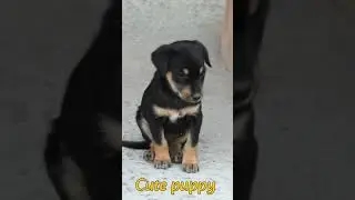 Baby puppy#cute street dogs puppy status#34Mviral#shorts