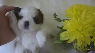 Shih Tzu Puppies Evolution