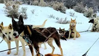 Snowboarding Park City and Dog Sledding!