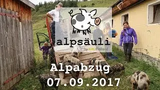 KAGfreiland Alps&auml;uli - Alpabtrieb von der Alp Selez