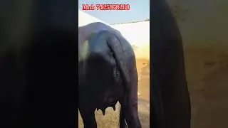7425878288📞 sri ganganagar High milk yield buffalo murrah buffalo short video #cow #buffalo #dairy