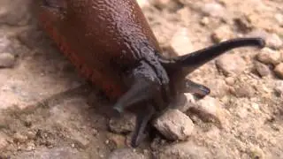Amazing HD shot of Slug. Panasonic HDC-TM10