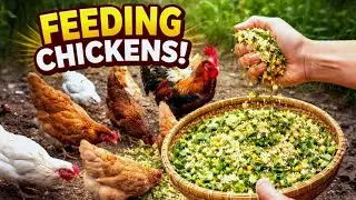 Feeding the chicken!! #wildlife #animals #chicken #survival #feedshorts