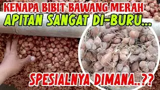 OHH INI SPESIALNYA APITAN‼️PANTESAN BANYAK YANG CARI🔴BIBIT BAWANG MERAH RAMAH UNTUK PETANI
