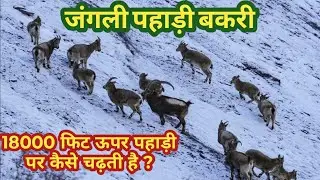 पहाड़ों की जंगली बकरी का जीवन| Himalayan Ibex Ki Hairan Kar denewali Jump||भारत में कहां पाई जाती है