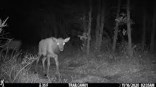 Elk - calf calling