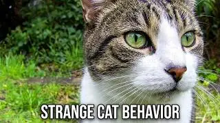 &ldquo;Strange Morning in the Cottage Garden  Cat, Neighbouring Cat Smidge & Scent Marking Behavior&rdquo;