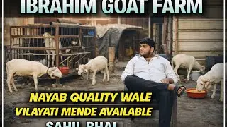 BEST COLLECTION OF PATHANKOT VILAYATI AVAILABLE AT IBRAHIM GOAT FARM 