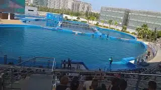 Espectaculo con delfines - Océano Grafic Valencia