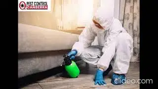 Pest Control Gowrie | Pest Control in Gowrie | Gowrie Pest Control