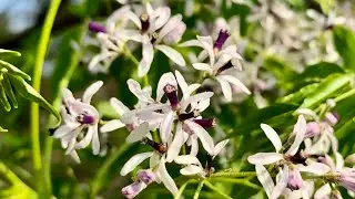 Rich lemon-milk fragrance! Chinaberry tree blossom, 濃郁的檸檬牛奶香! 苦楝花季 ￼(煉淨過的生命, 科博館)