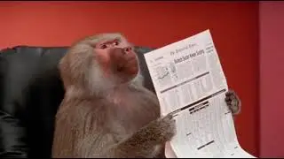 Funniest Monkey     cute and funny monkey videos Copyright Free Full HD