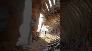 60-Foot Whale Skeleton Discovered Inside Sahara Desert Cave