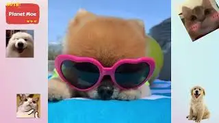 Jiffpom is world famous for its diverse clothing and styling,  2 Guinness record holders