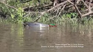 Relaxing Nature Video: Green-winged Teal