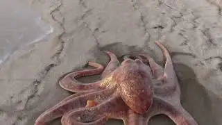 Realistic CGI Octopus walking in the sand. Houdini FX Simulation. Original video.