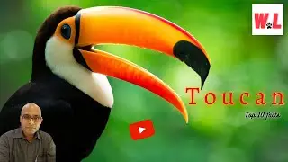 Toucan: 10 Hidden Secrets That You Will Love