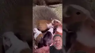 Dois roedores muito fofos 😅 #porquinhodaindia #capivara #animais