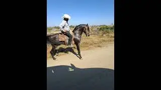 Spanish Horse 💯