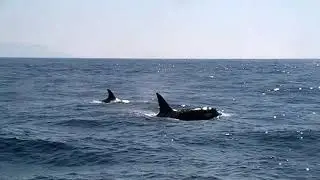 Orca's near the boat. Firmm, whale course august 2015 Tarifa, Spain