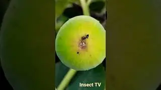 The red head ant take care of its mealybug in fig fruit ostiole
