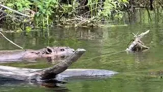 Beaver encounter on the Ipswich River May 16, 2025