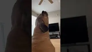 Puggle howls on command #dogs #shorts #short #funny