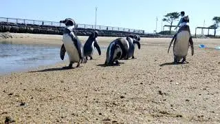 ふれあいペンギンビーチ(2021年10月3日)