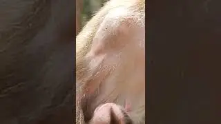 188 Mother Monkey Feeding Baby Monkey Lucie Pigtail Baby Monkey Luna Monkey Tia Baby Monkey Video Mo