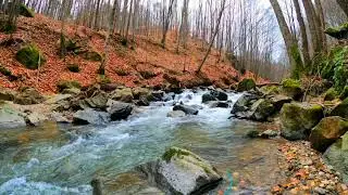 Exploring Nature: Relaxing Music for Stress Relief, Calming Music for Anxiety, Relaxing Music Water.