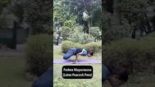 Learn Mayurasana / Padma Mayurasana ( Lotus peacock pose ) #yotubeshorts #yoga #fitness #mayurasana