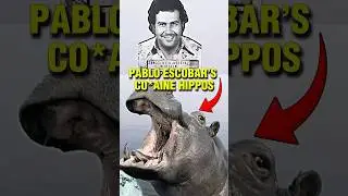 Пандемия бегемотов Пабло Эскобара в Колумбии 🦛