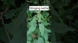 Plant ID in the British woodland #plantidentification #bushcraft #edibleplants #medicinalplants