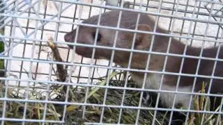 Marten relocation - Nyest befog&aacute;s &eacute;s &aacute;thelyez&eacute;s