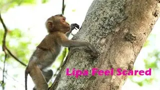 Abandoned Monkey Lipa Doesn't Have Any Friends As Her Company ,So She Decides To Follow Monkey ACHOY