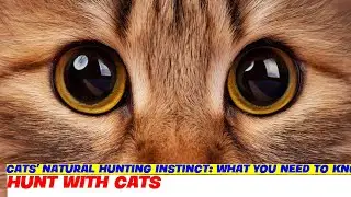 Cats' Natural Hunting Instinct: What You Need to Know