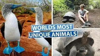 THE GALAPAGOS ISLANDS | Best Snorkelling in the World!