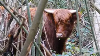 Schotse Hooglanders-wilde eenden/Scottish Highlanders-wild ducks/Schottische Hochlandtiere-Wildenten
