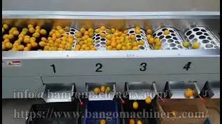 Orange Grading Machine