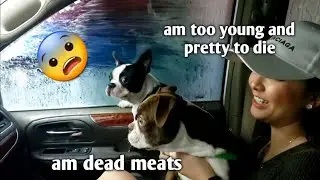 My Boston Terrier Puppies Reacts To Car Wash (THEY GOT SCARED)