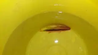 Liopropoma latifasciatum