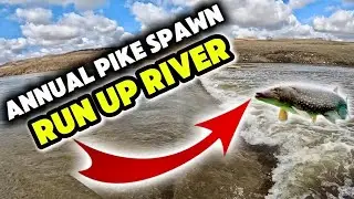 The Pike Spawning Run: Nature's Great Migration