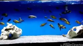 Wild Tropheus Mpulungu 